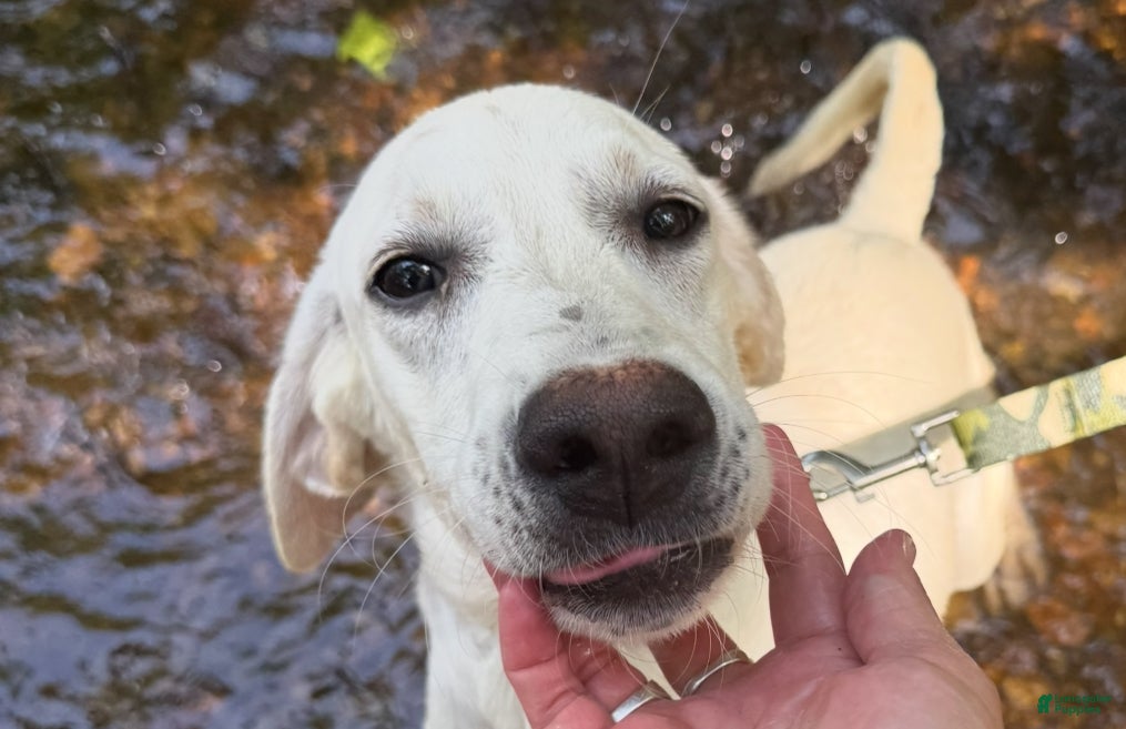 Labrador Retriever dogs for sale: Labrador Retriever Russel - Ad 5