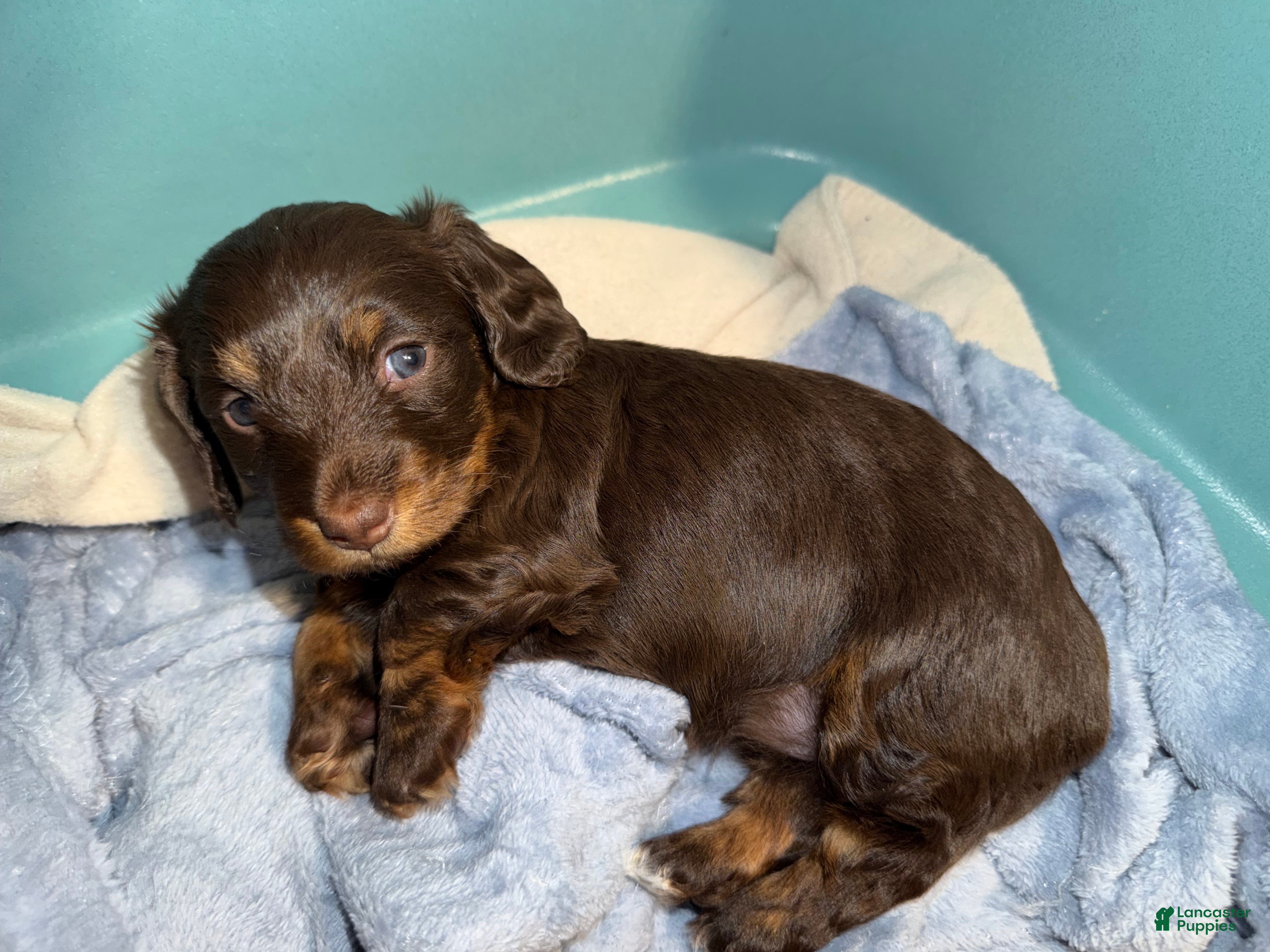 Miniature Dachshund dogs Miniature Dachshund Puppy 3 - Ad 1