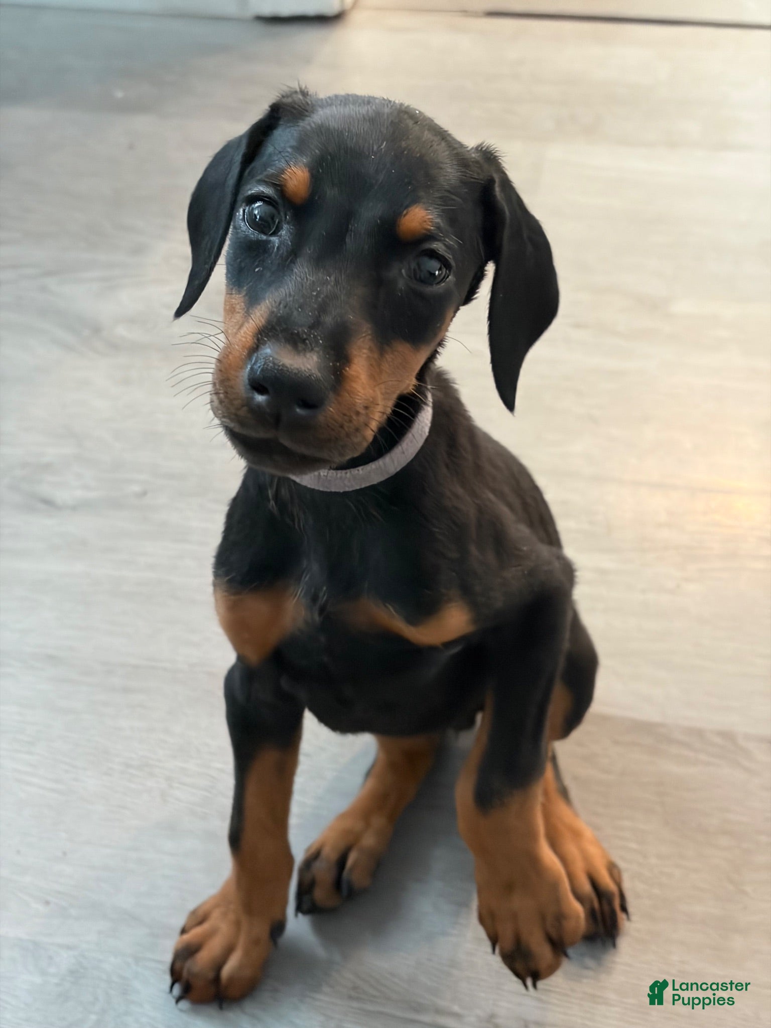 Doberman Pinscher dogs Doberman Pinscher 4 - Ad 1
