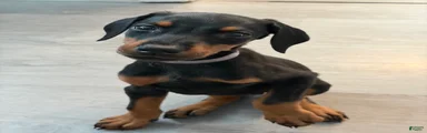 Doberman Pinscher 4
