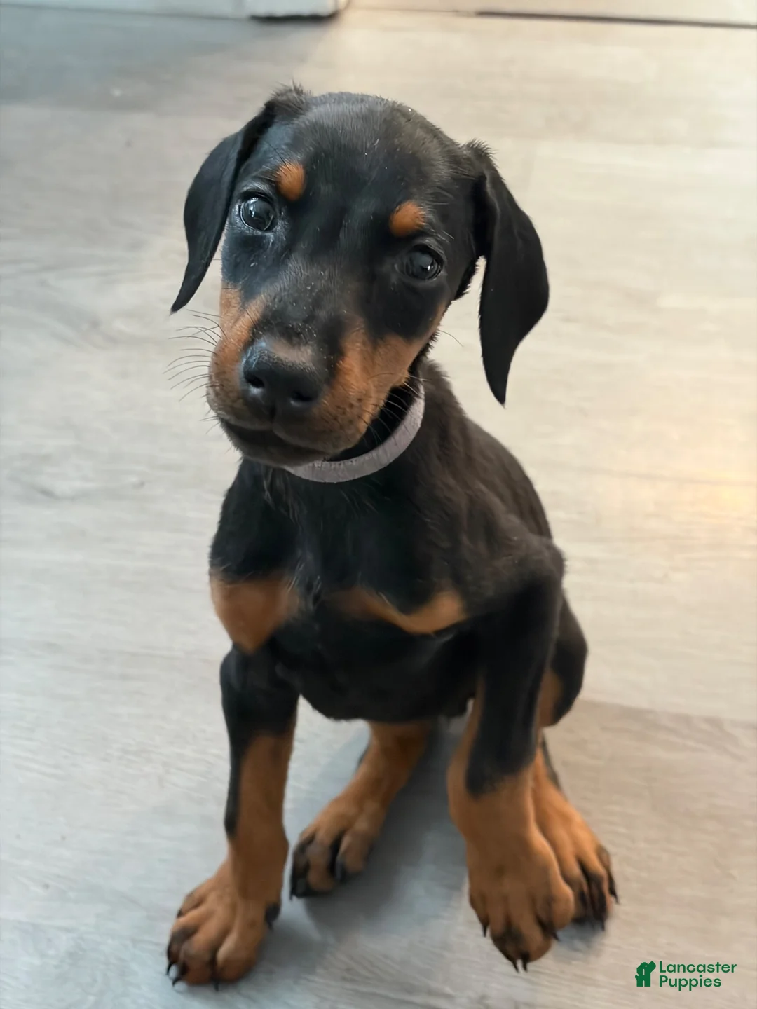 Doberman Pinscher dogs for sale: Doberman Pinscher 4 - Ad 1