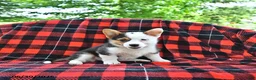 Welsh Corgi Pembroke dogs for sale: Bethany - Ad 2