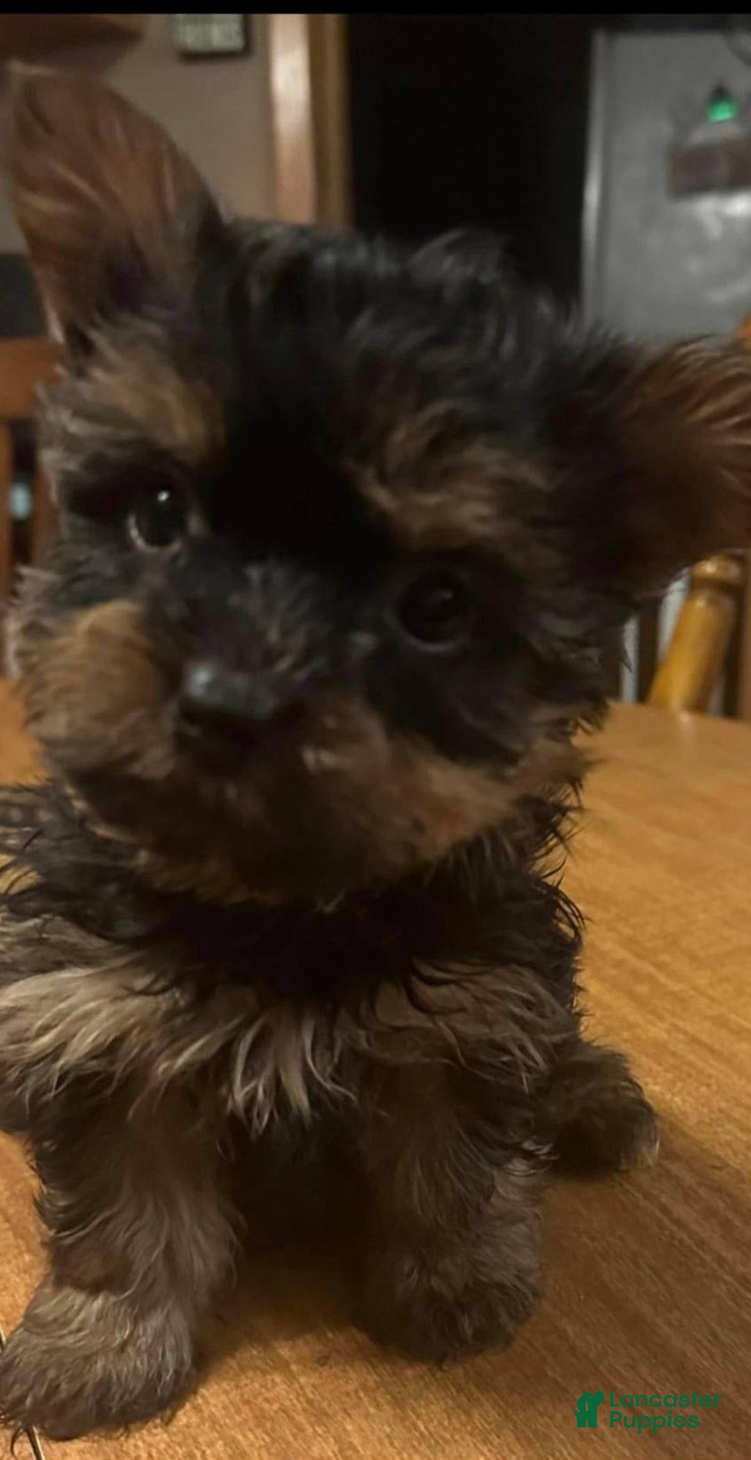 Gallery Image {{count}}