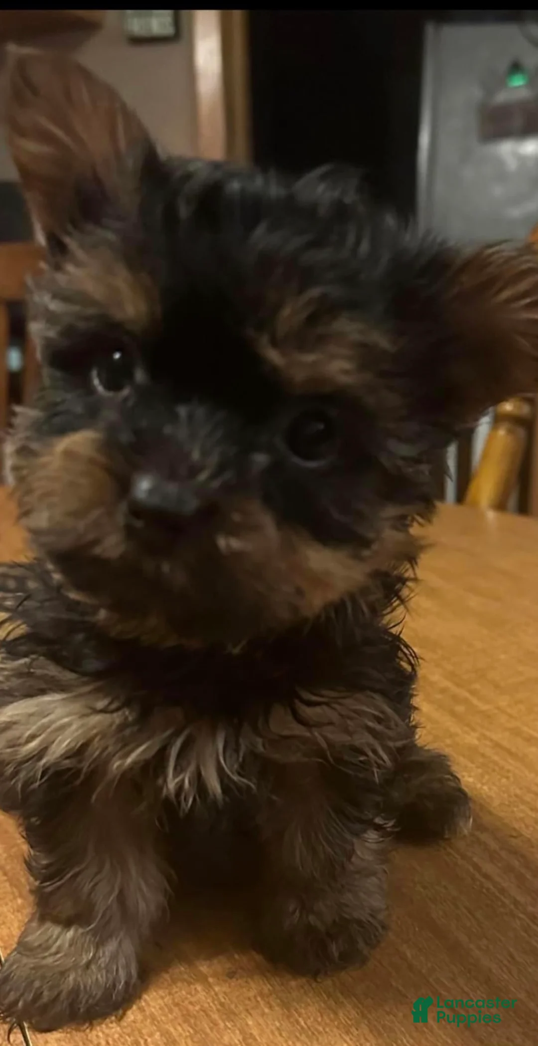 Gallery Image {{count}}