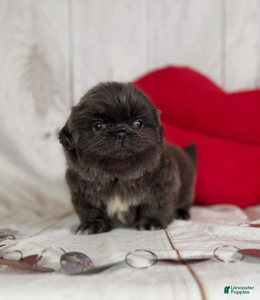 Pekingese dogs for sale: Akc DNA OFA Blue boots  - Ad 16