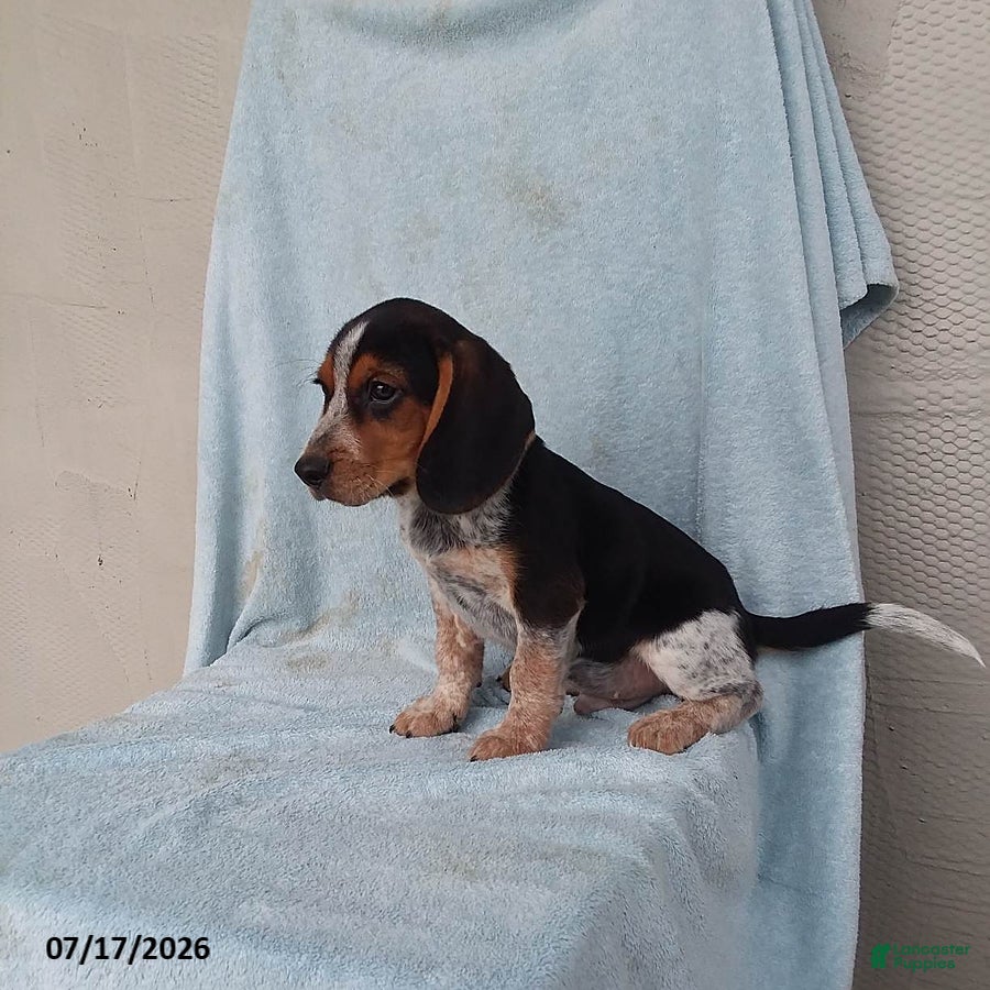 Beagle dogs Snoopy - Ad 1