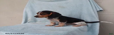 Snoopy