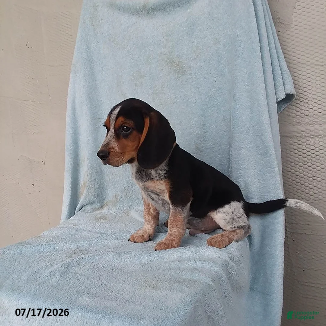 Beagle dogs for sale: Snoopy - Ad 1