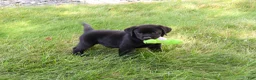 Labrador Retriever dogs for sale: Shawn  - Ad 10
