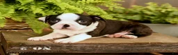 Boston Terrier dogs for sale: Dalton - Ad 3