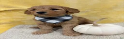 Mini Goldendoodle dogs for sale: Mia - Ad 3