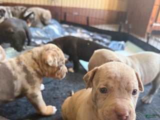 American Bully dogs - Ad 12