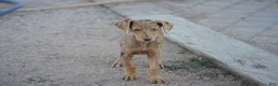 Mixed Breed dogs for sale: Lilac Fawn Merle F1 RT - Ad 7