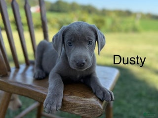 Labrador Retriever dogs - Ad 36