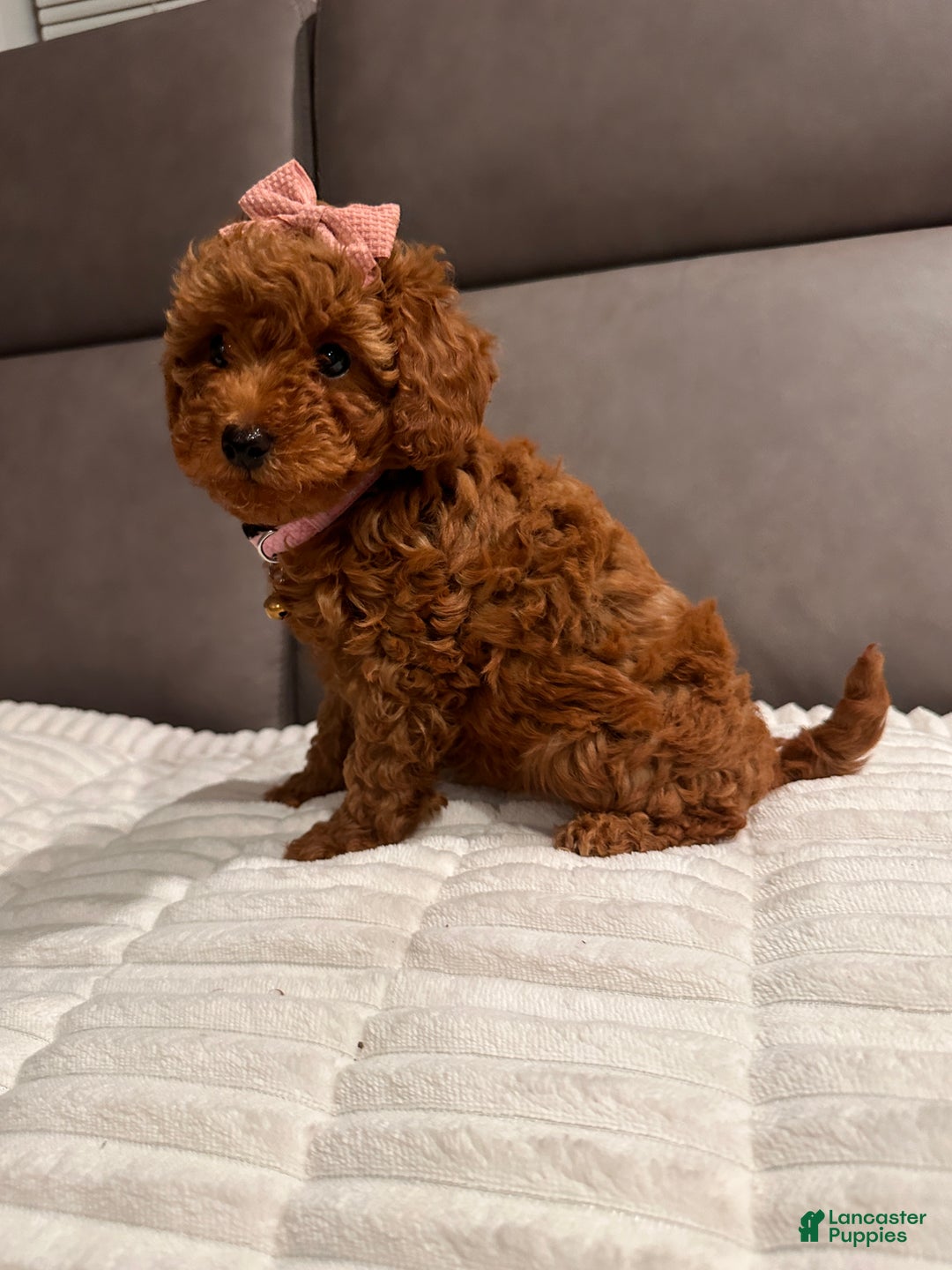 Toy Poodle dogs for sale: Ginger- AKC GENETIC TESTED - Ad 5