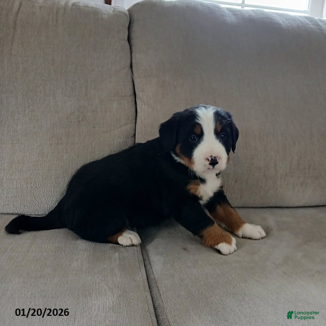 Bernese Mountain Dog dogs for sale: Isla - Ad 2