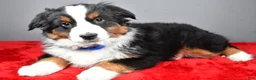 Miniature Australian Shepherd dogs for sale: Harley - Ad 5