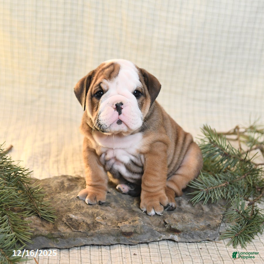 English Bulldog dogs Snowflake - Ad 4