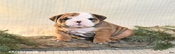 English Bulldog dogs for sale: Snowflake - Ad 1