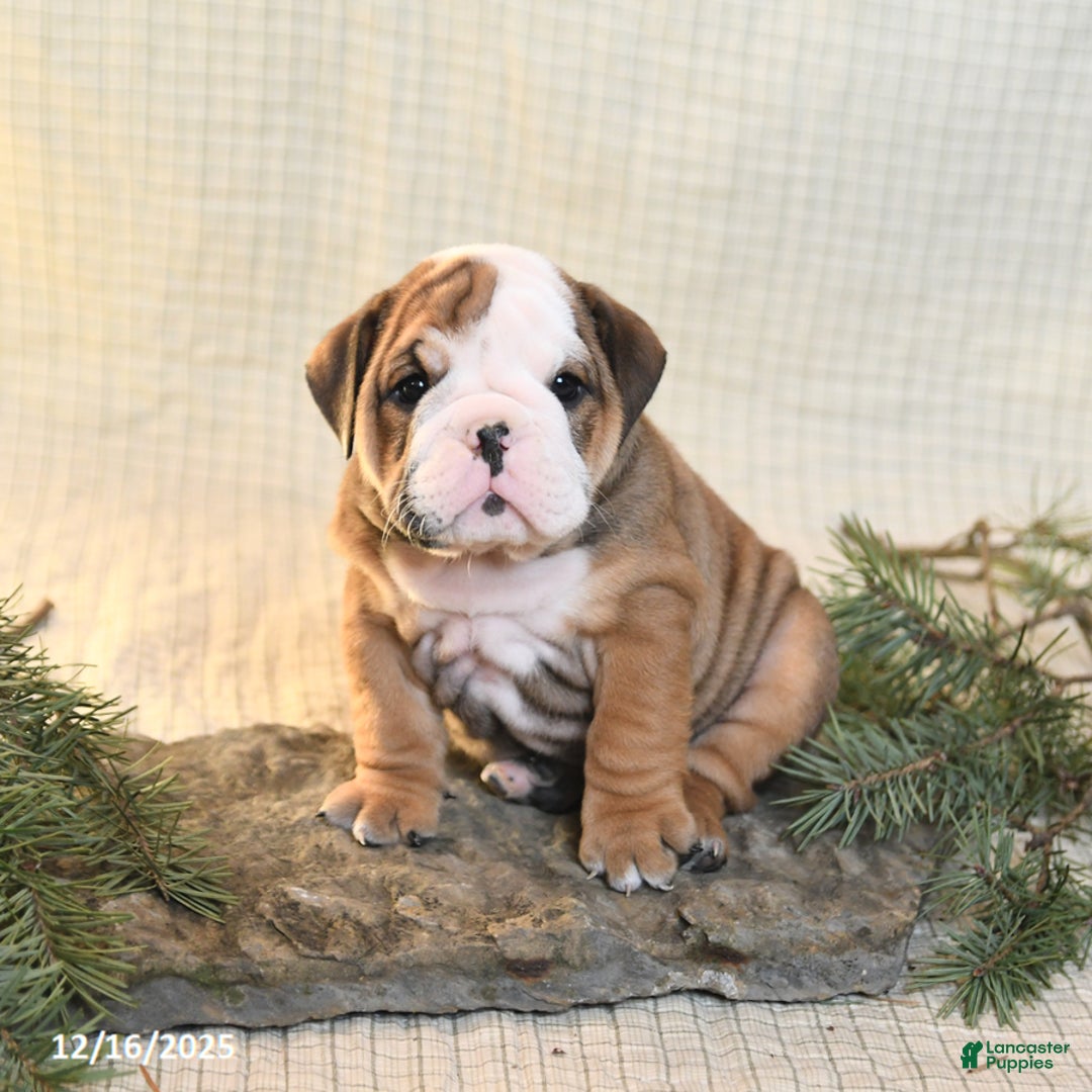 English Bulldog dogs for sale: Snowflake - Ad 1