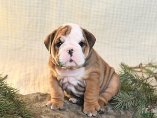 English Bulldog dogs Snowflake - Ad 19