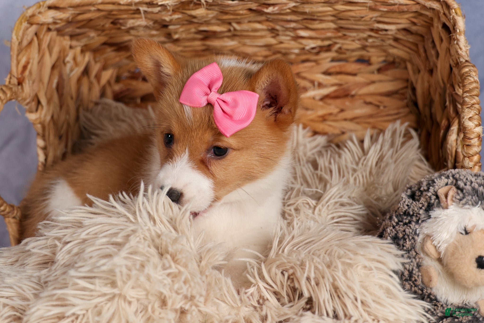 Welsh Corgi Pembroke dogs Bella🌸 - Ad 2
