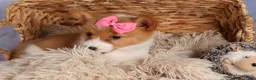 Welsh Corgi Pembroke dogs for sale: Bella🌸 - Ad 2