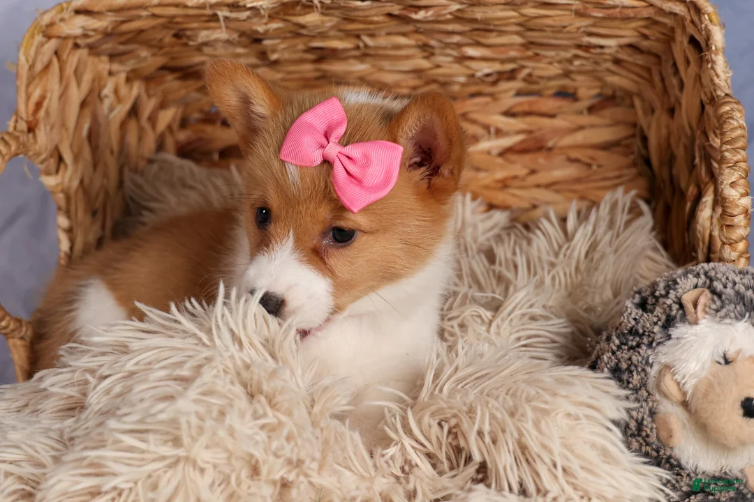 Welsh Corgi Pembroke dogs for sale: Bella🌸 - Ad 2