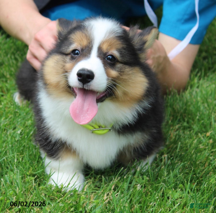 Doyle Welsh Corgi Pembroke for sale in New Castle | Lancaster Puppies