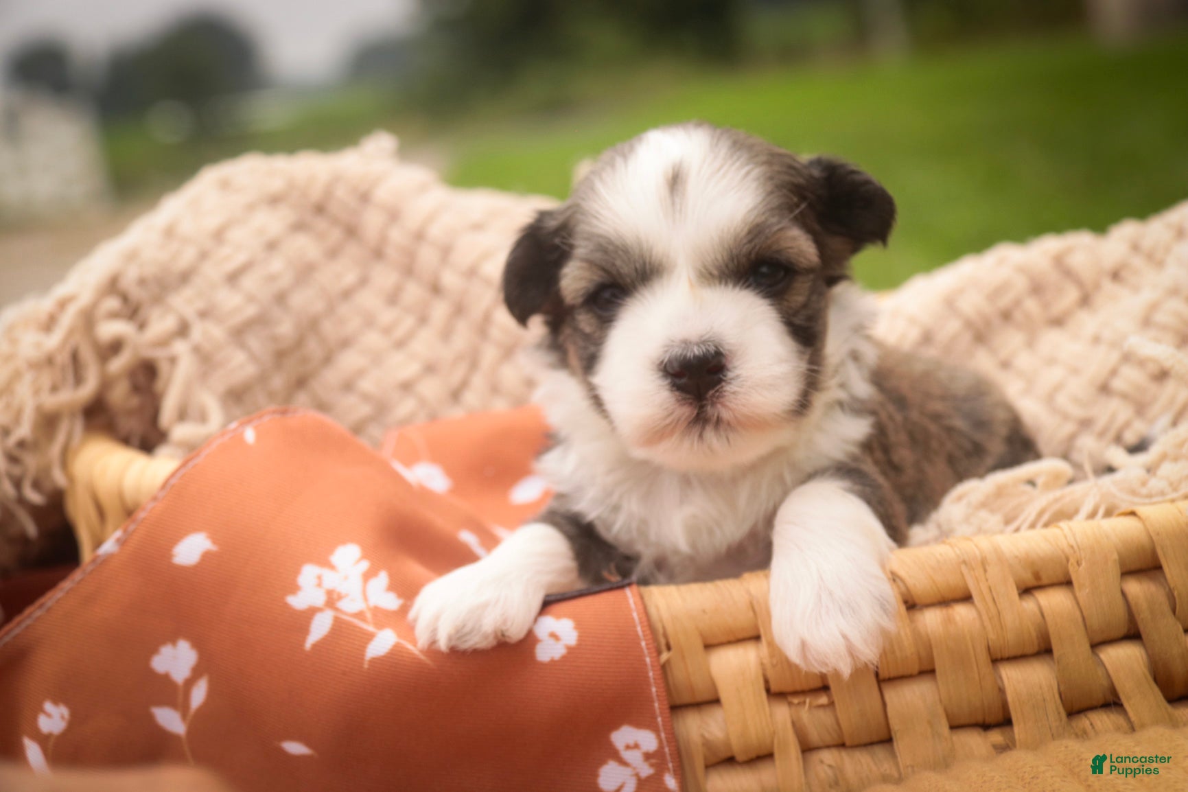 Havanese dogs Paige Havanese   - Ad 2