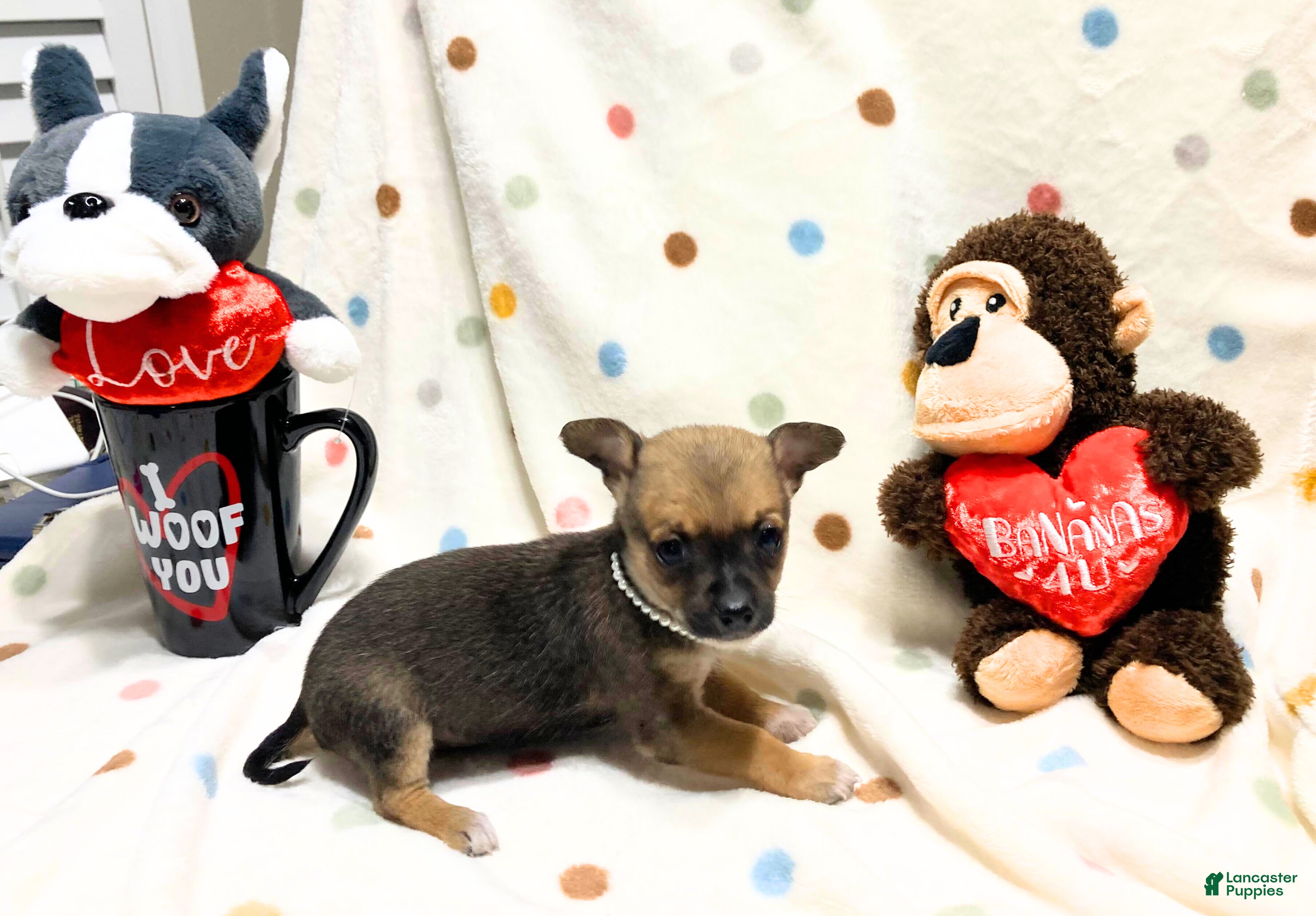 Chihuahua dogs Frida - Ad 11