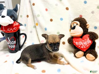 Chihuahua dogs Frida - Ad 13