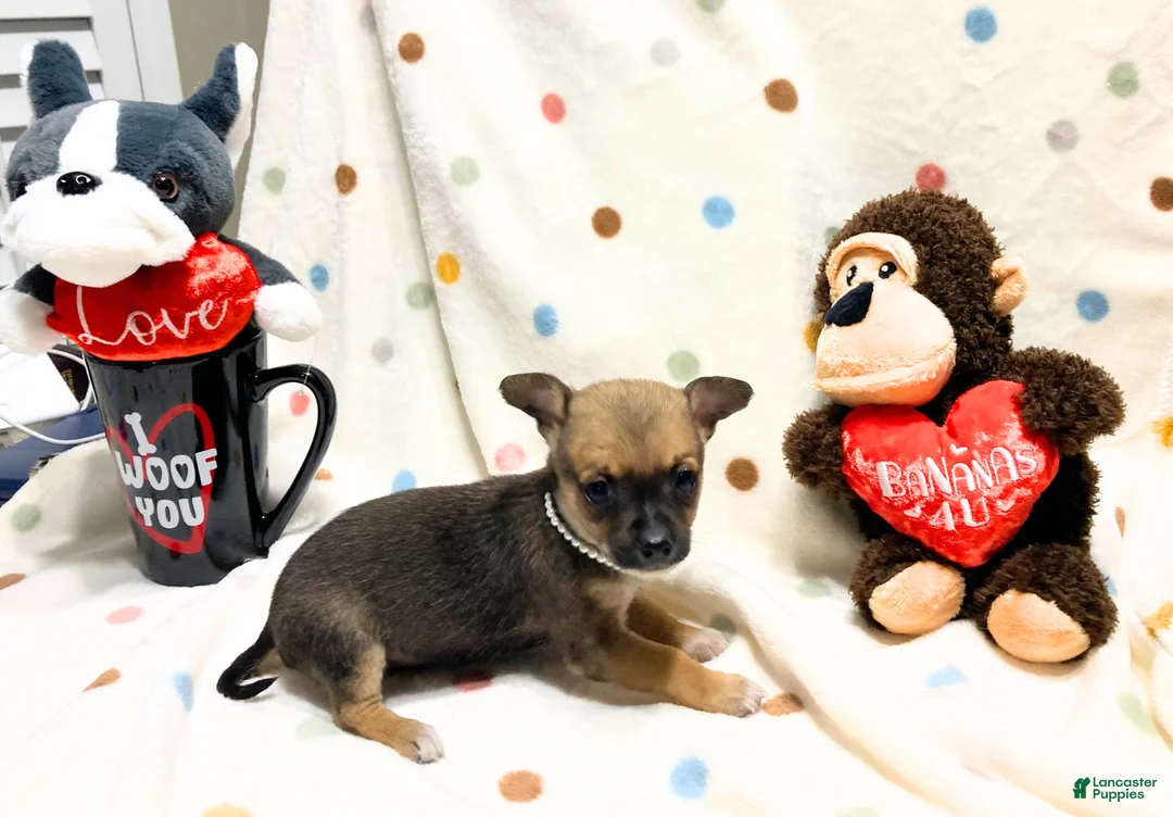 Chihuahua dogs for sale: Frida - Ad 1