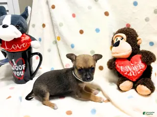 Chihuahua dogs Frida - Ad 13