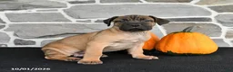 Mixed Breed dogs for sale: Sierra  - Ad 4