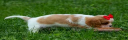 Cavalier King Charles Spaniel dogs for sale:  Nugget🐾 - Ad 17