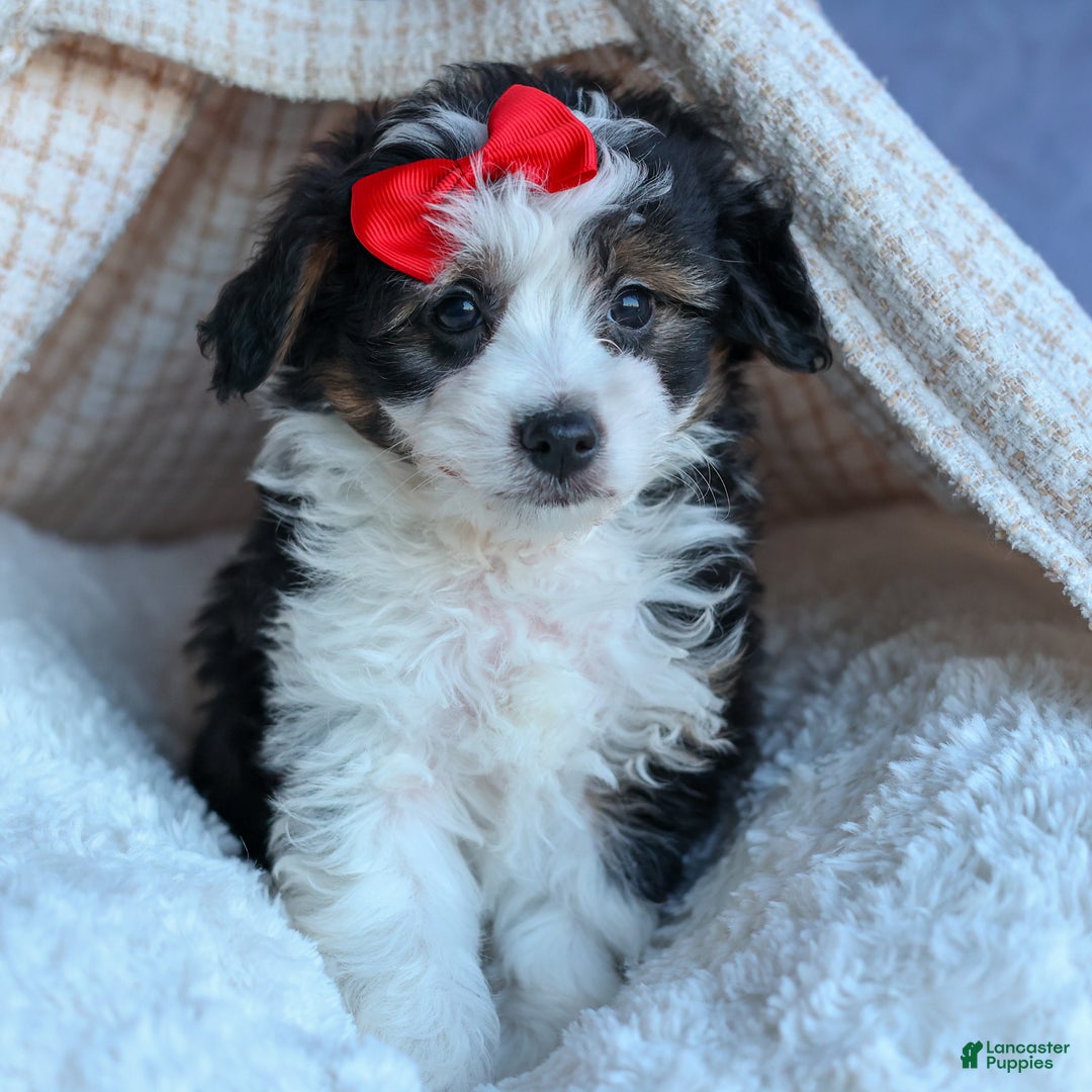 Mini Aussiedoodle dogs for sale: LEE - Ad 5