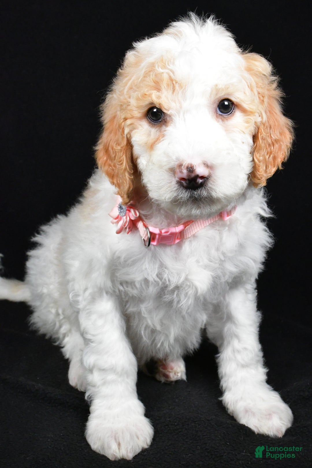 Sheepadoodle dogs for sale: Maddie - Ad 6