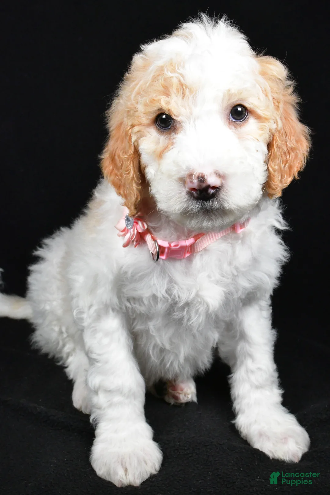 Sheepadoodle dogs for sale: Maddie - Ad 6