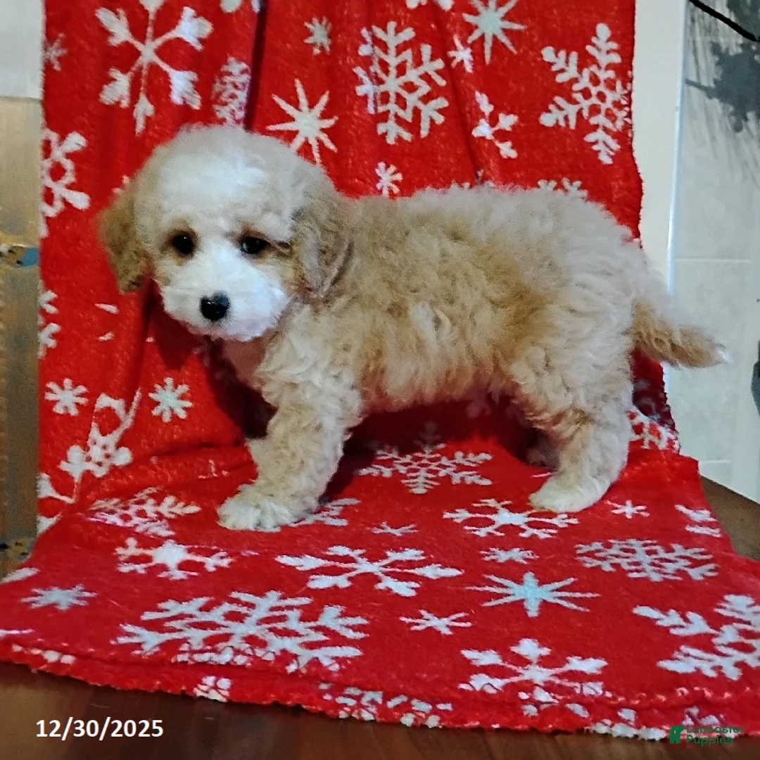 Mini Bernedoodle dogs for sale: Richie - Ad 1