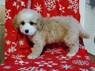 Mini Bernedoodle dogs Richie - Ad 27