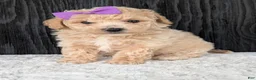 Bichpoo dogs for sale: Darla  - Ad 15