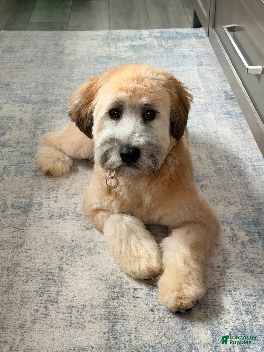 Soft Coated Wheaten Terrier dogs for sale: Soft Coated Wheaten Terrier 3 - Ad 4