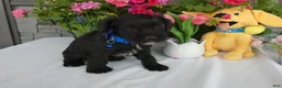 Miniature Schnauzer dogs for sale: Miniature Schnauzer 2 Toby - Ad 4