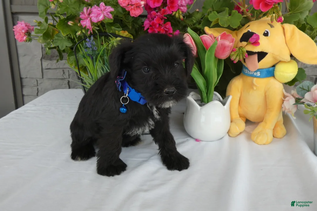 Miniature Schnauzer dogs for sale: Miniature Schnauzer 2 Toby - Ad 4