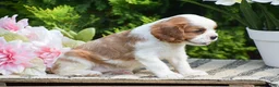 Cavalier King Charles Spaniel dogs for sale: Sunshine - Ad 2