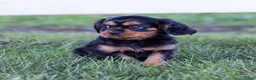 Cavalier King Charles Spaniel dogs for sale: Waldo - Ad 8