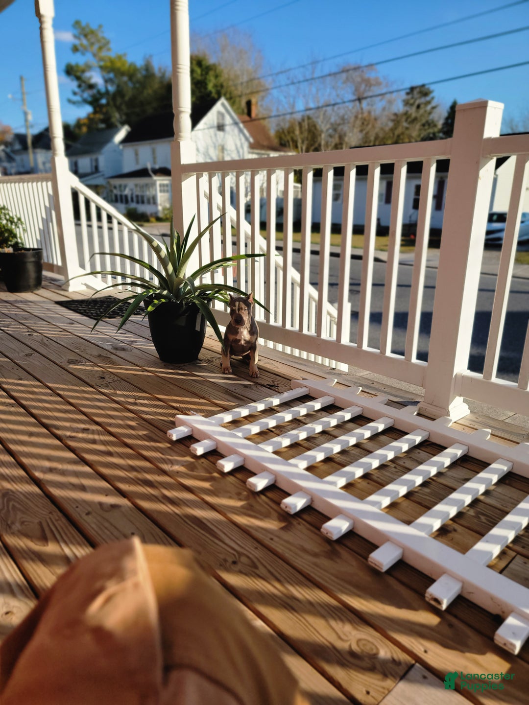 American Bully dogs for sale: American Bully Puppy 2 - Ad 5