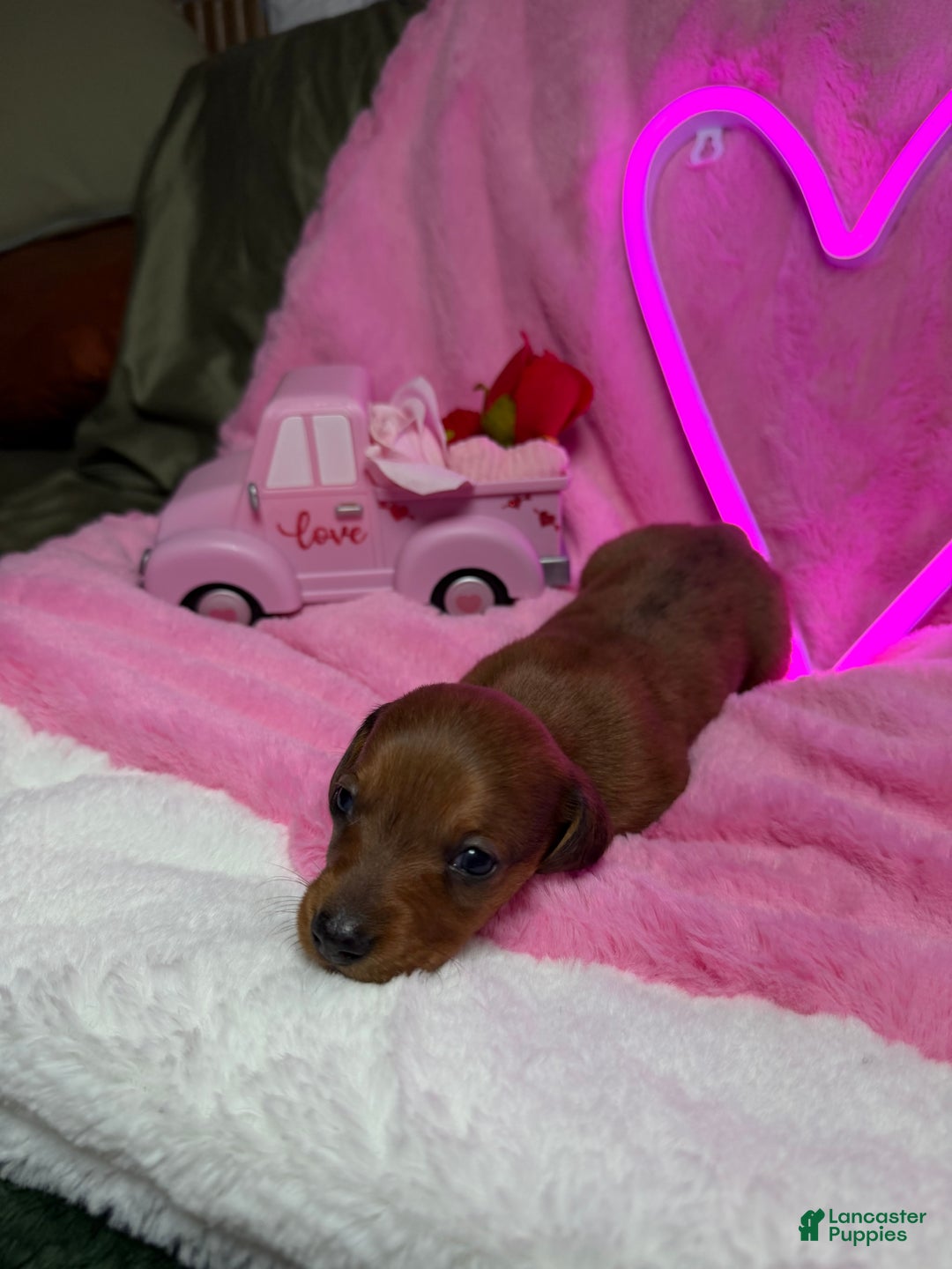 Miniature Dachshund dogs for sale: Choco - Ad 3
