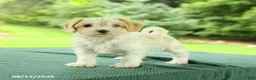 Cavapoo dogs for sale: Monty - Ad 1